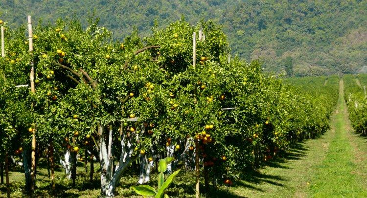 thaton-oranges.jpg