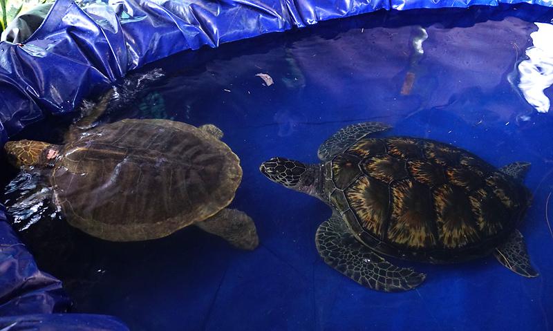 turtle-festival-thai-mueang-3dd.jpg