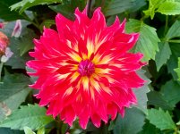 IMG_3822.jpeg
