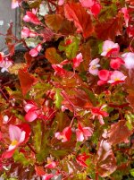 IMG_3834.jpeg