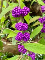 IMG_3835.jpeg