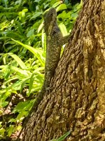 IMG_3867.jpeg