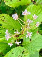 IMG_3890.jpeg