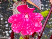 IMG_3905.jpeg