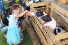 Loi Kratong in Pak Chom at Naga 2.jpg