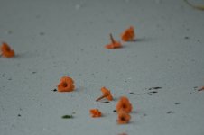 DSC_2853.jpeg