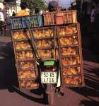 bike_burden-ducklings.jpg