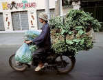 bike_burden-veggies.jpg