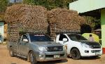 thaton-garlic-pickup-1-small.jpg