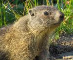 grossglockner-marmot.jpg