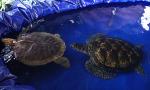 turtle-festival-thai-mueang-3dd.jpg
