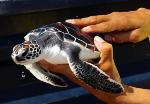turtle-festival-thai-mueang-6dd.jpg