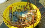 koh-yao-noi-lobster-2dd.jpg