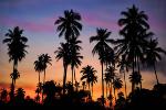khanom-coconuts-by-night-1cc.jpg